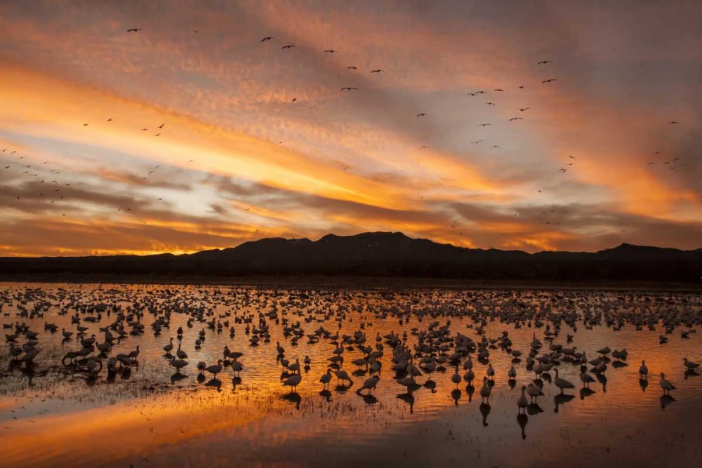 New Mexico, Bosque Del Apache snow geese sunset